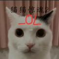 猫猫惊魂2OL游戏